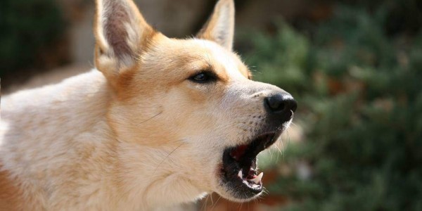Abbaio dei cani