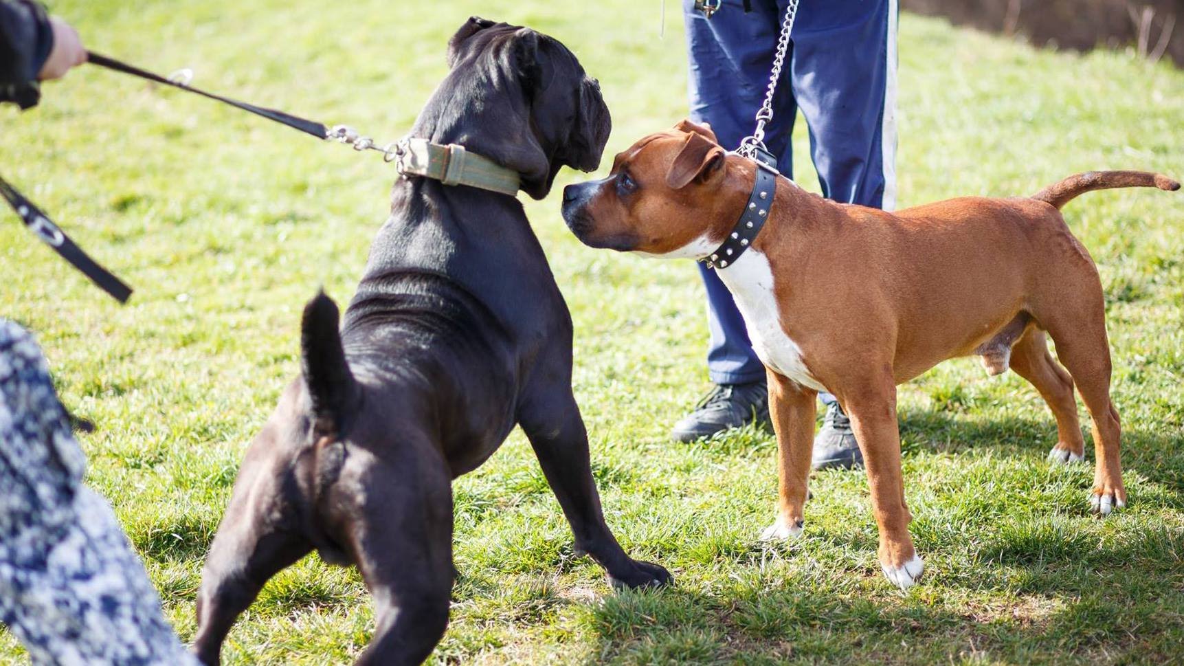 Maltrattamenti sugli animali - il collare antiabbaio è reato?